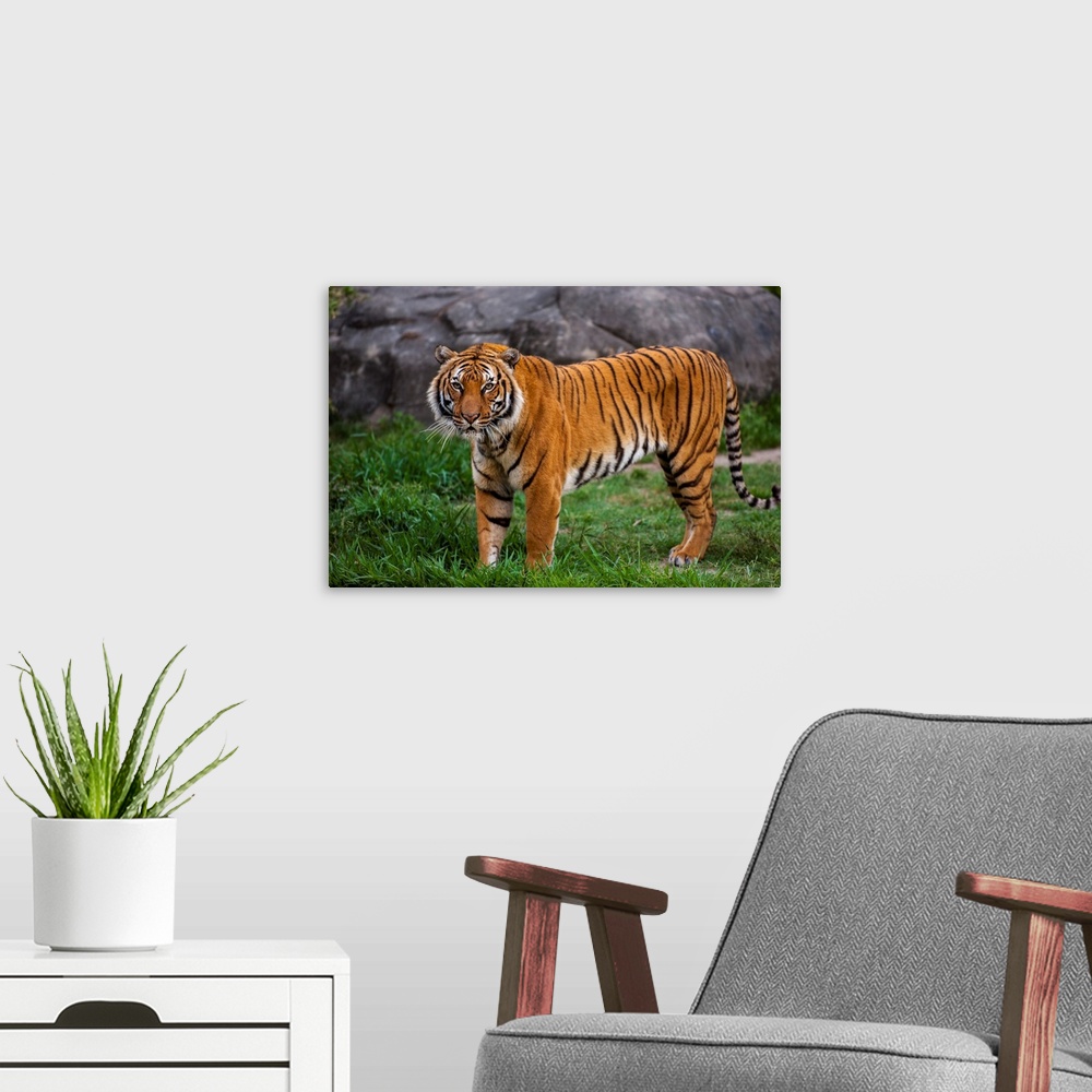 A modern room featuring Portrait of the Indochinese tiger (panthera tigris corbetti) standing in its enclosure at a zoo, ...