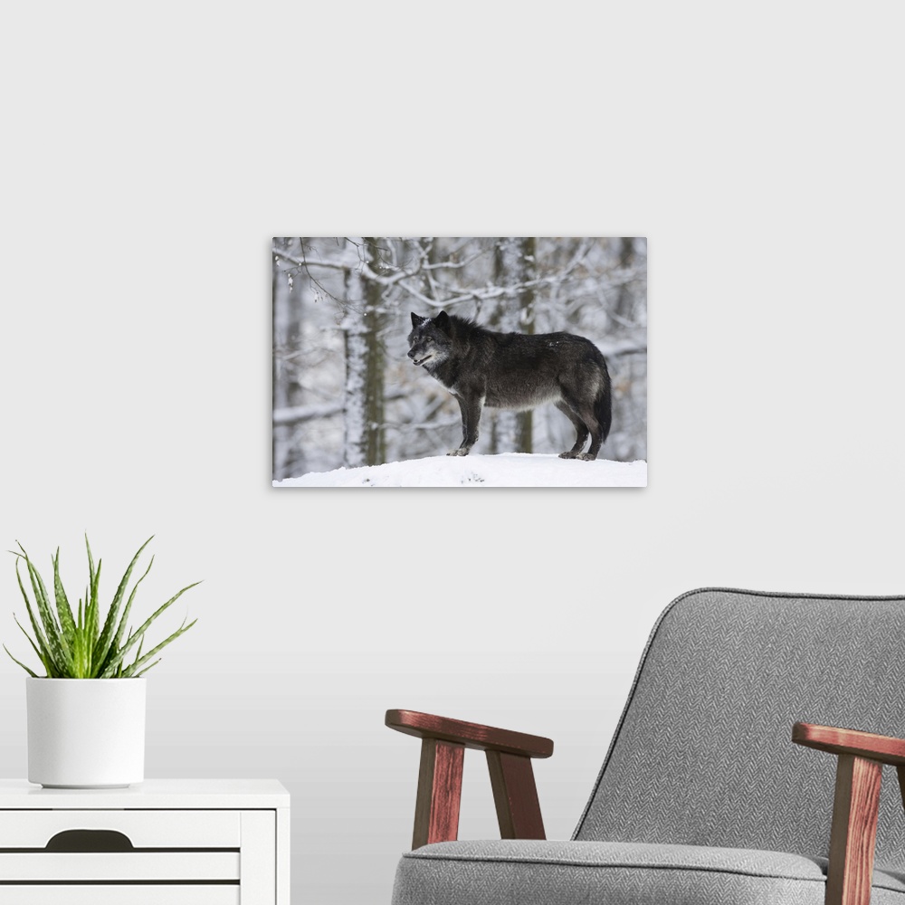 A modern room featuring Portrait of Timber Wolf