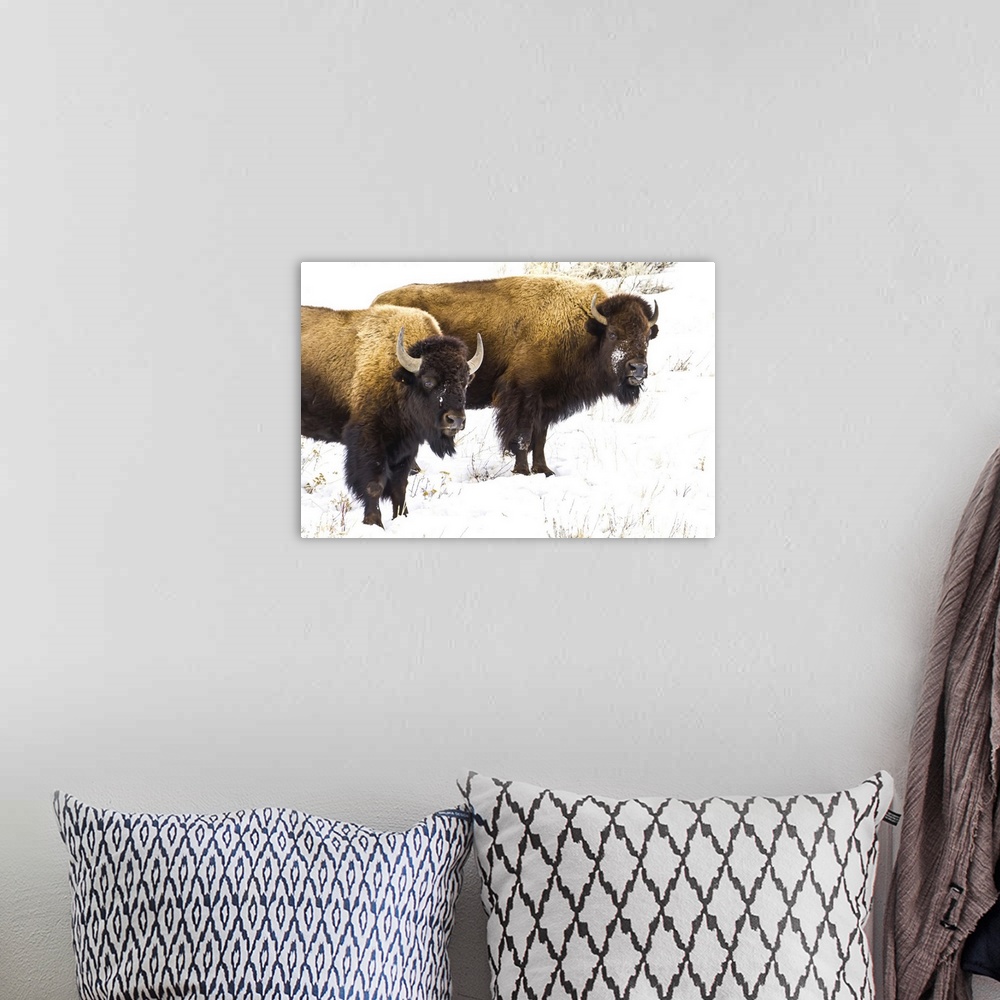 A bohemian room featuring Portrait of two buffalo in the snow.