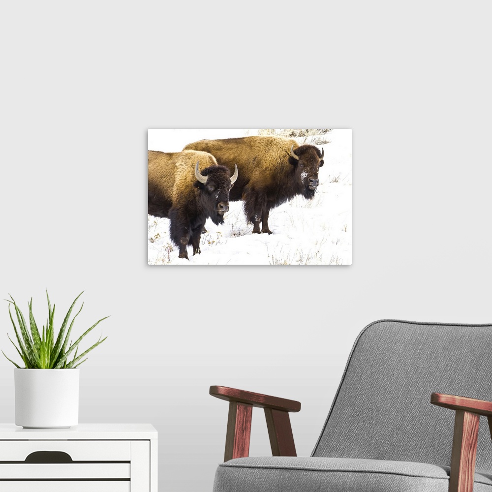 A modern room featuring Portrait of two buffalo in the snow.