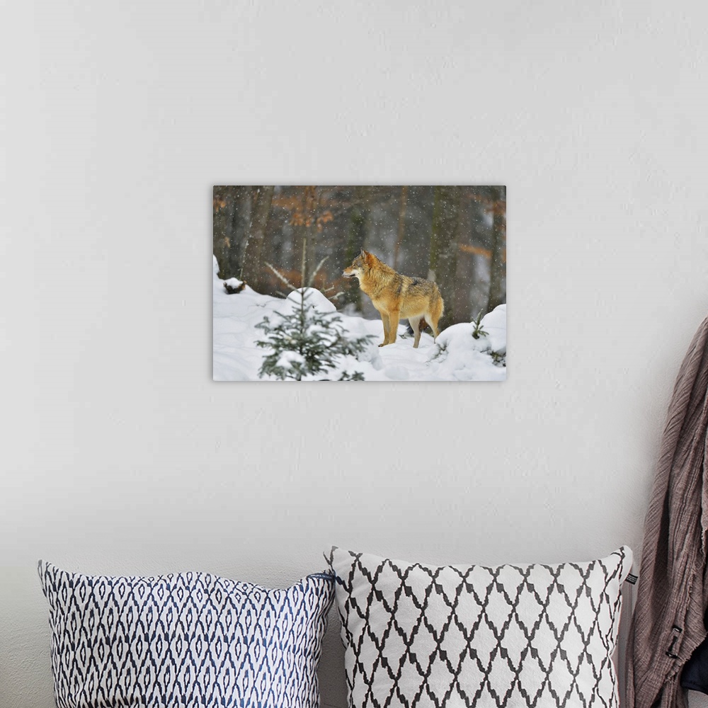 A bohemian room featuring Portrait of Wolf (Canis lupus) in Winter, Neuschonau, Bavarian Forest National Park, Bavaria, Ger...