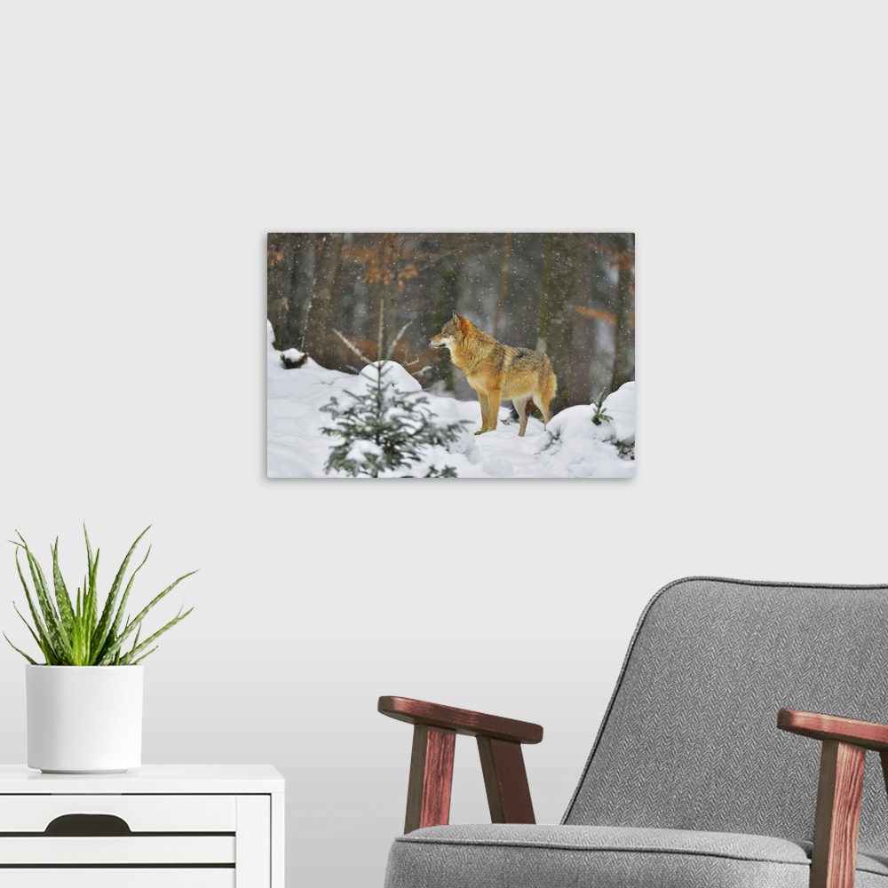A modern room featuring Portrait of Wolf (Canis lupus) in Winter, Neuschonau, Bavarian Forest National Park, Bavaria, Ger...