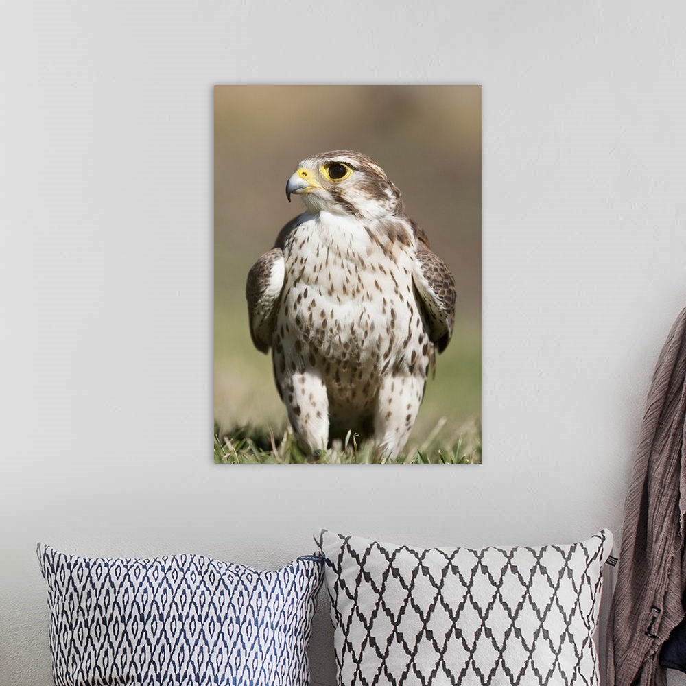 A bohemian room featuring Prairie Falcon Perches On The Ground Briefly After A Hunt; Montana, USA