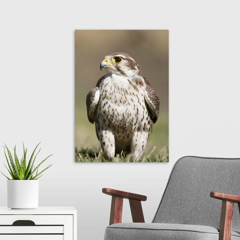 A modern room featuring Prairie Falcon Perches On The Ground Briefly After A Hunt; Montana, USA