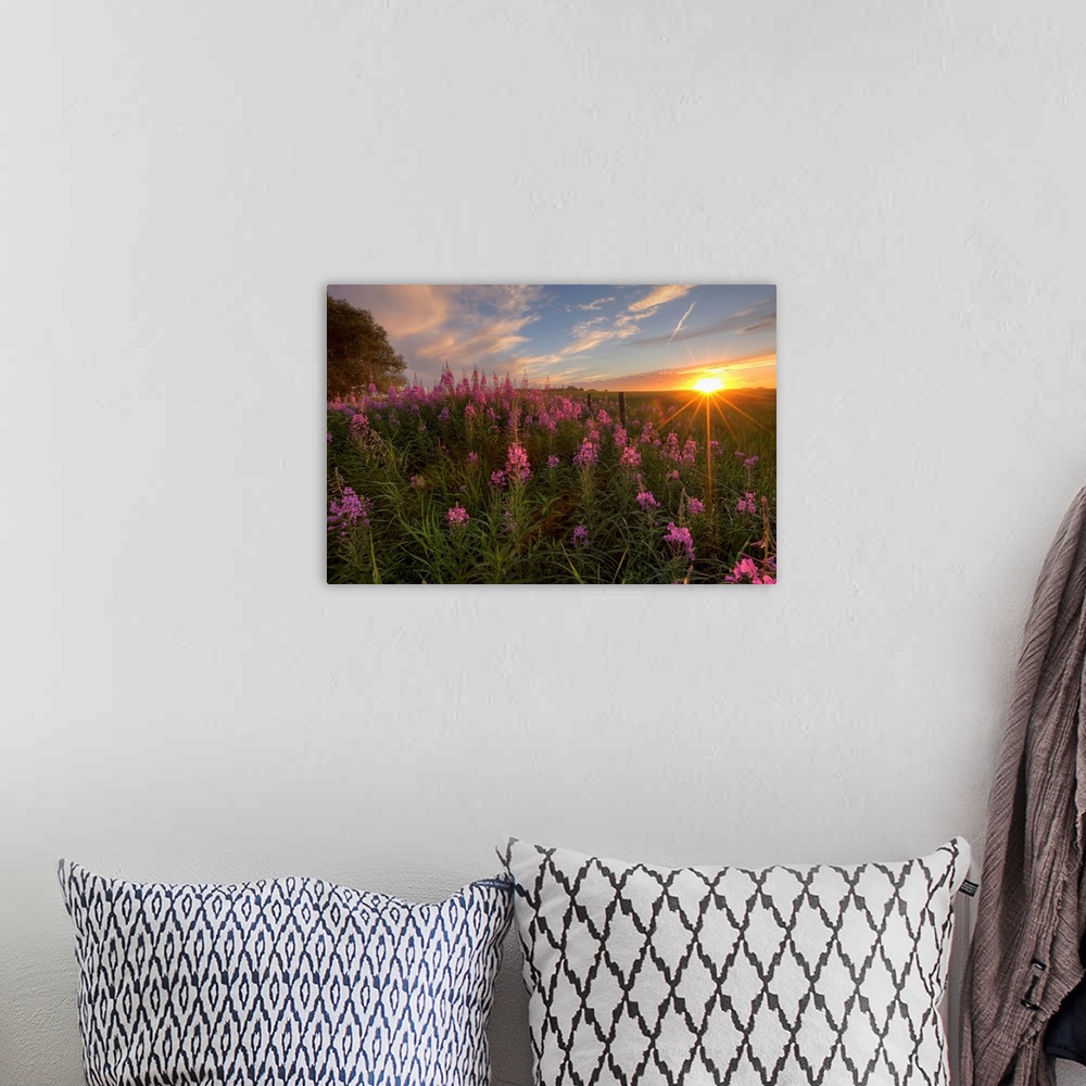A bohemian room featuring Prairie Wildflowers During Sunset In Central Alberta, Canada