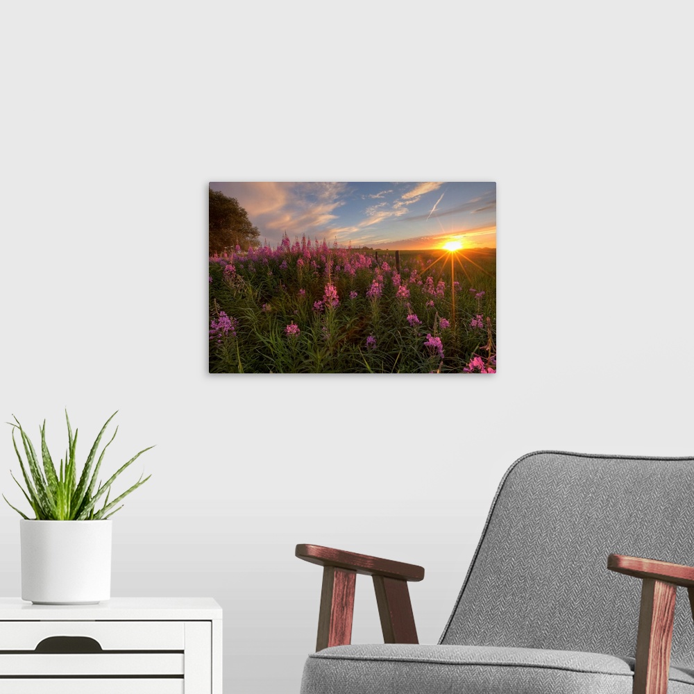 A modern room featuring Prairie Wildflowers During Sunset In Central Alberta, Canada