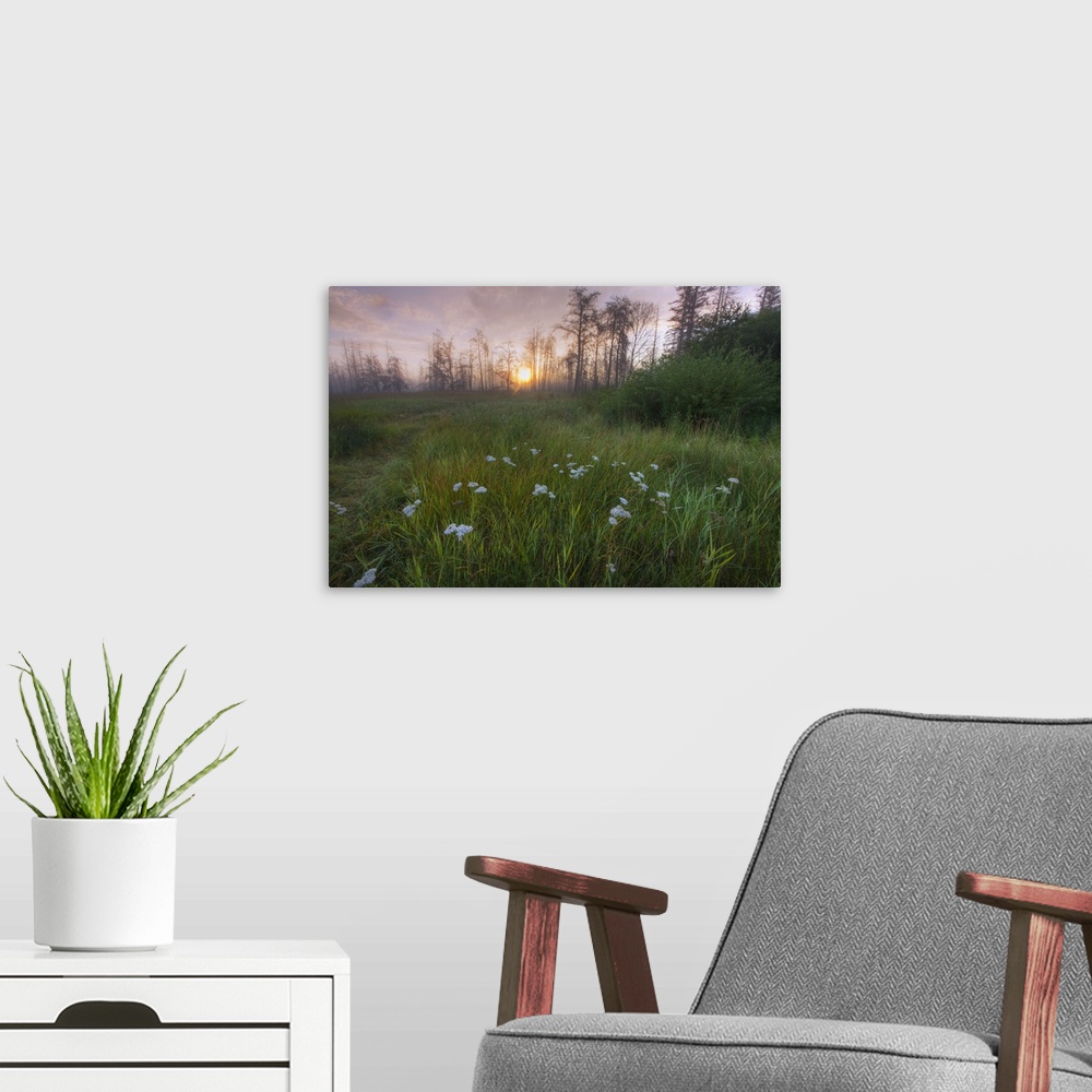 A modern room featuring Prairie Wildflowers On The Edge Of A Recovering Forest, Alberta, Canada