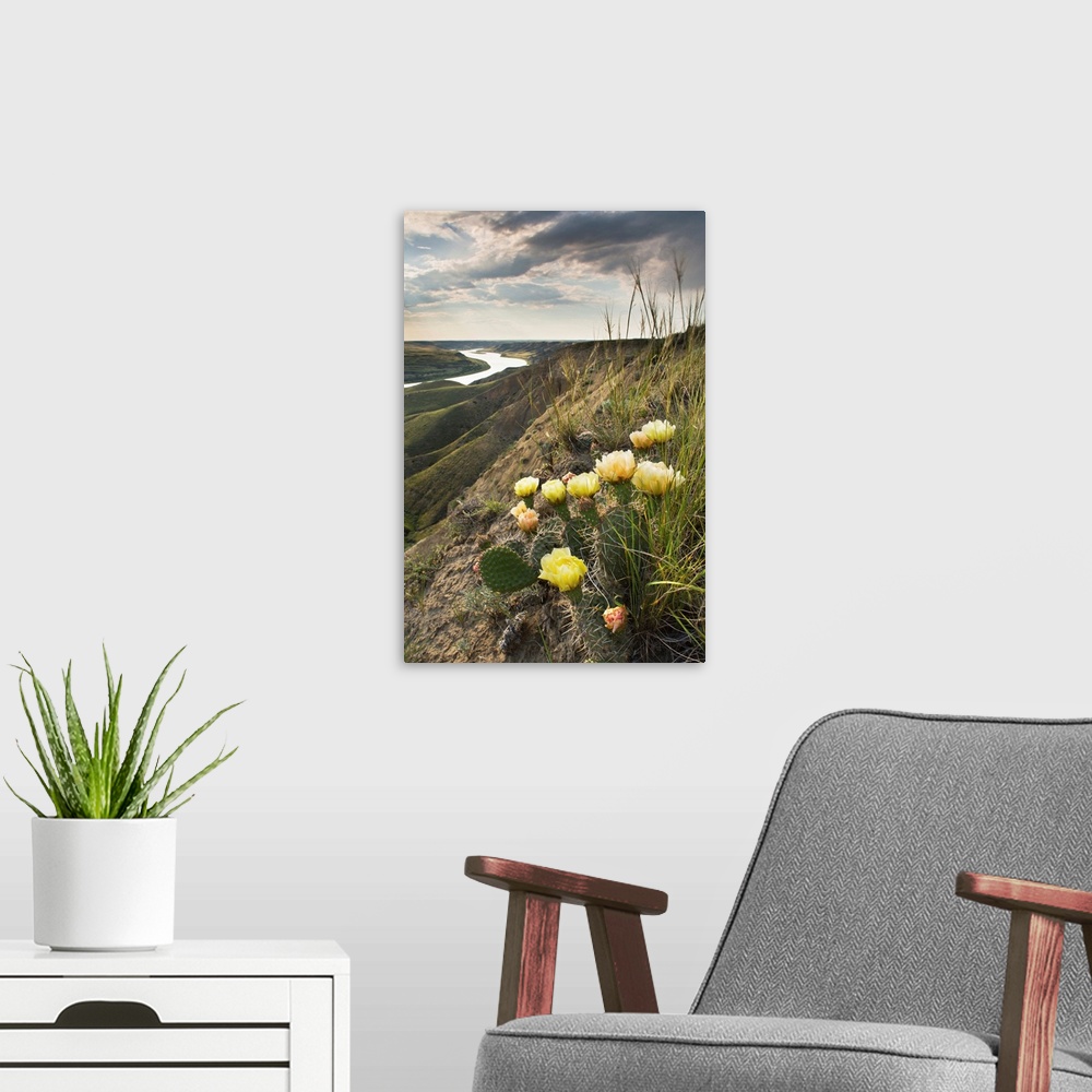 A modern room featuring Prickly-Pear Cactus Along The South Saskatchewan River, Canada