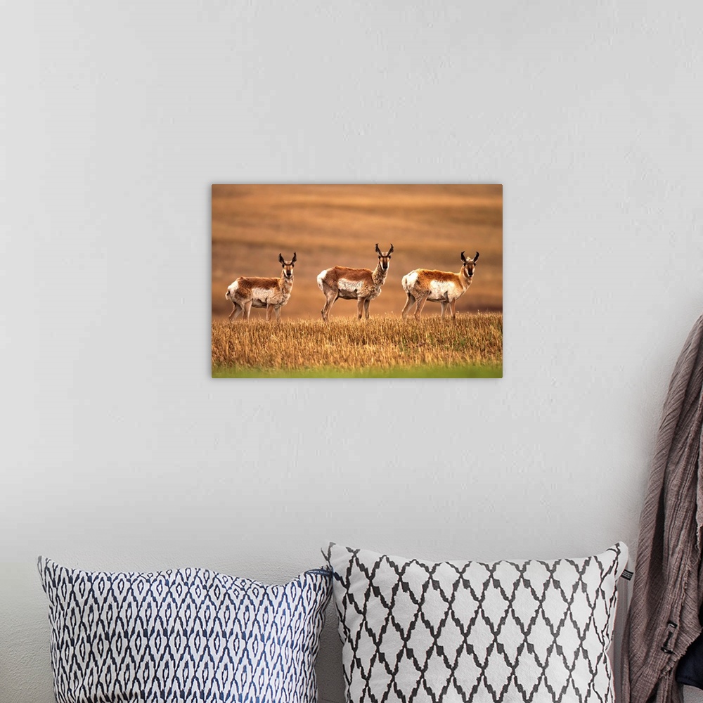 A bohemian room featuring Pronghorn Antelope In A Cultivated Farmers Field, Saskatchewan, Canada