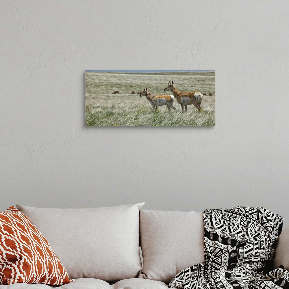 A bohemian room featuring Pronghorn antelope in Badlands National Park, South Dakota