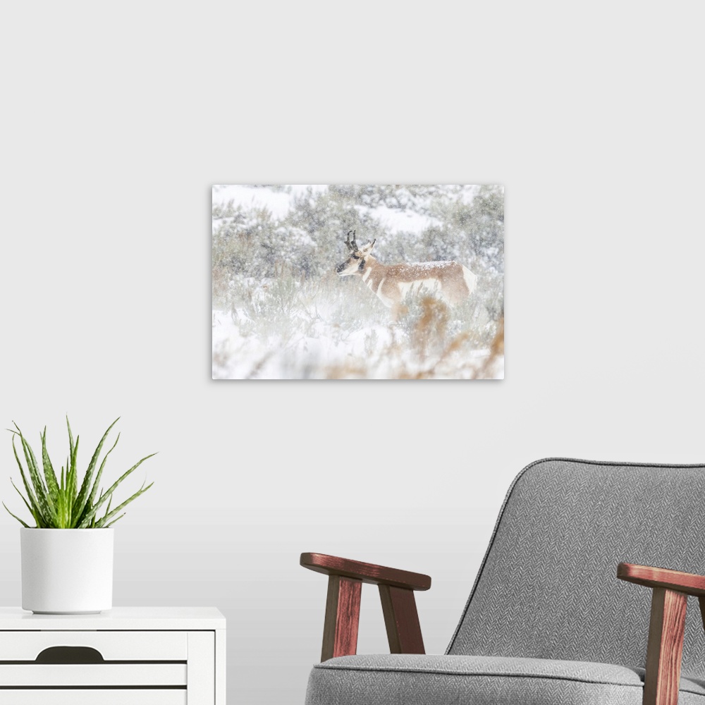A modern room featuring Pronghorn Antelope Standing In A Snowy Field Of Sagebrush In The Winter