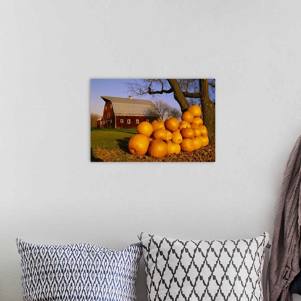A bohemian room featuring Pumpkins piled up after the Autumn harvest near a red barn, near Oakbank, Manitoba