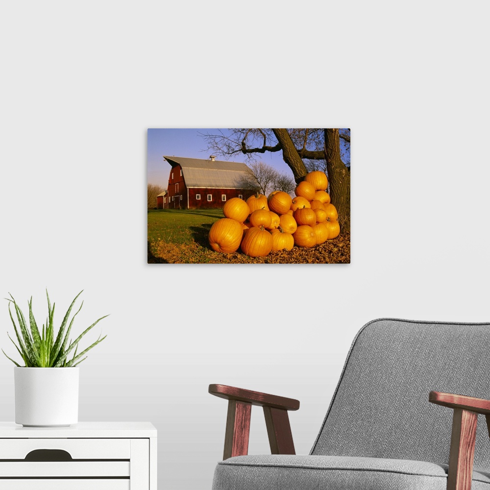 A modern room featuring Pumpkins piled up after the Autumn harvest near a red barn, near Oakbank, Manitoba
