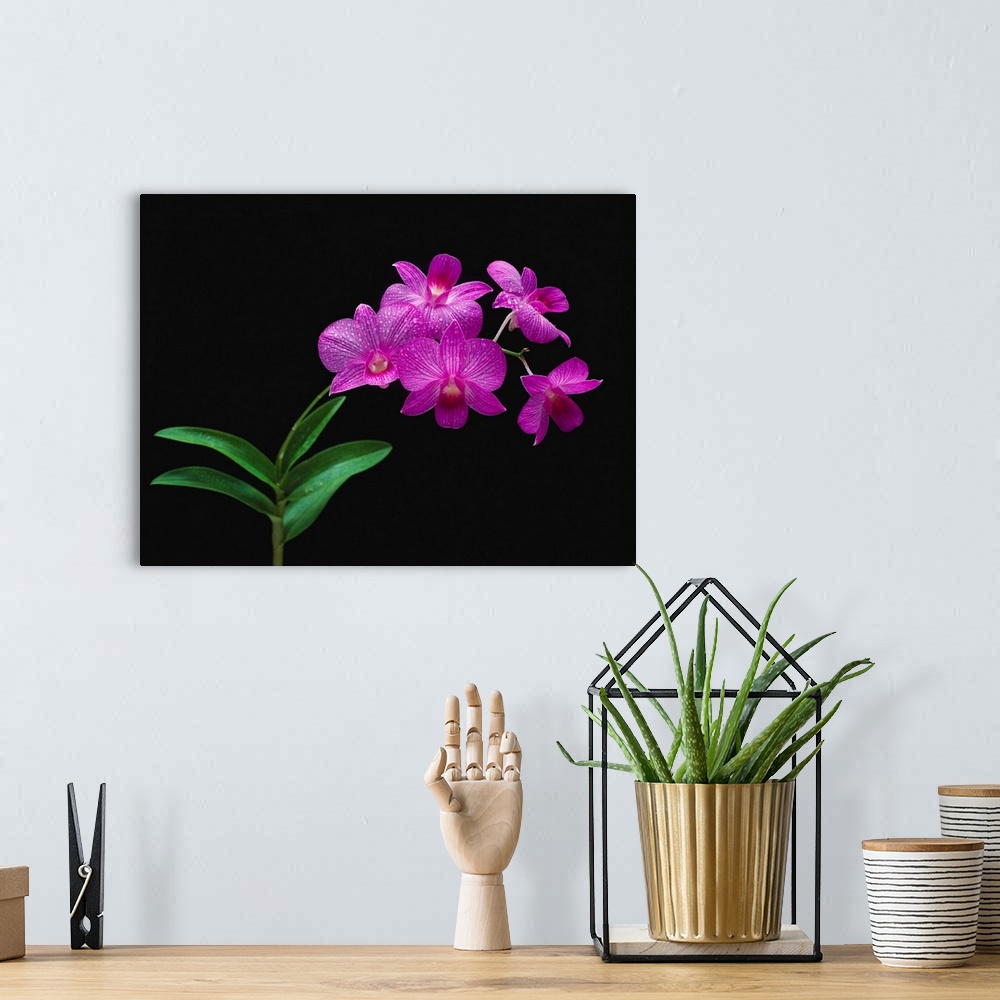A bohemian room featuring Purple Vanda Orchids