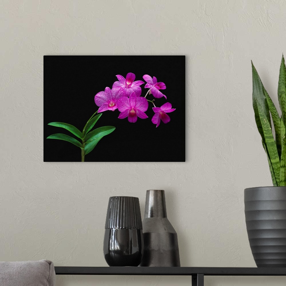 A modern room featuring Purple Vanda Orchids