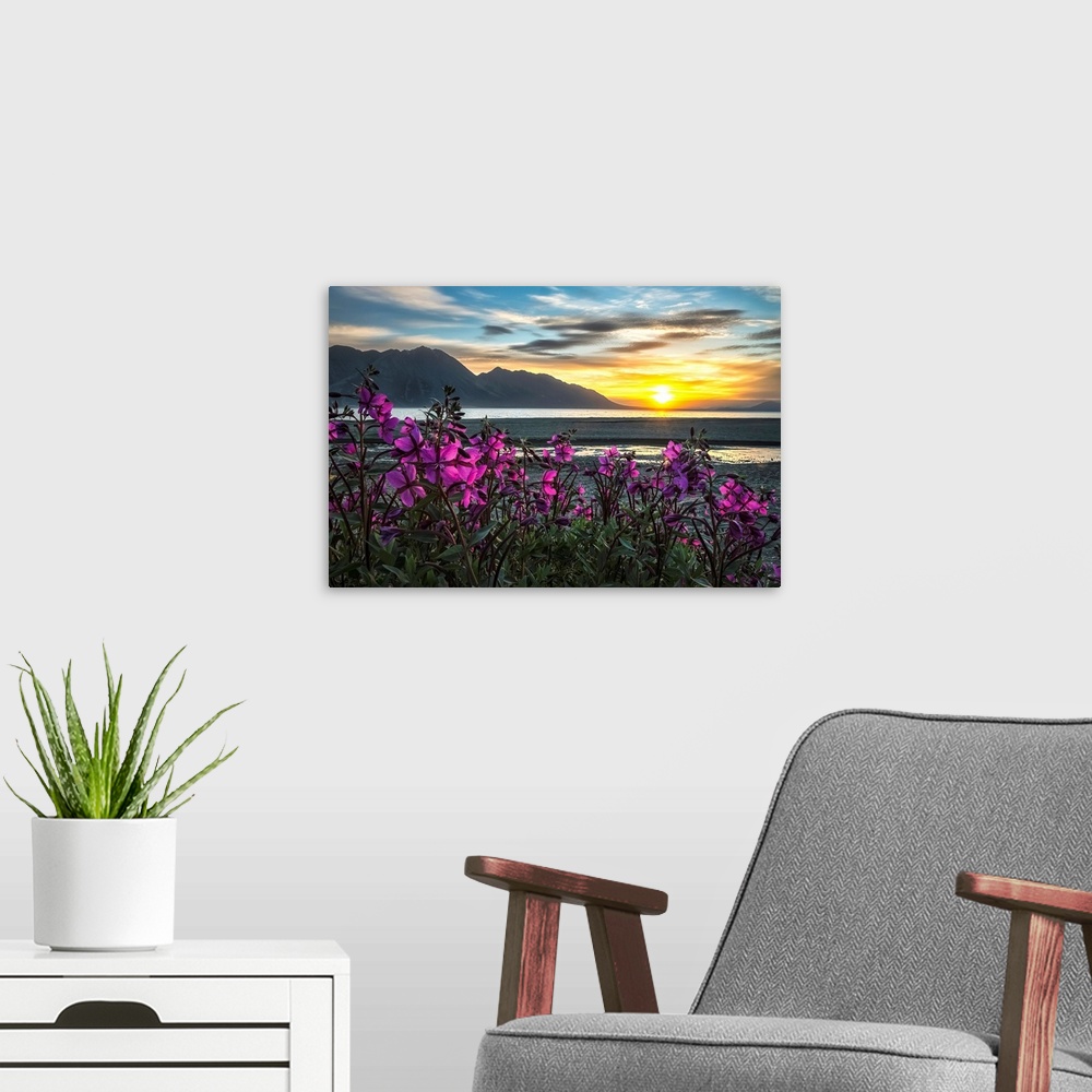 A modern room featuring Purple Vetch (Vicia americana) blooms along the shores of Kluane Lake with sunset happening in th...