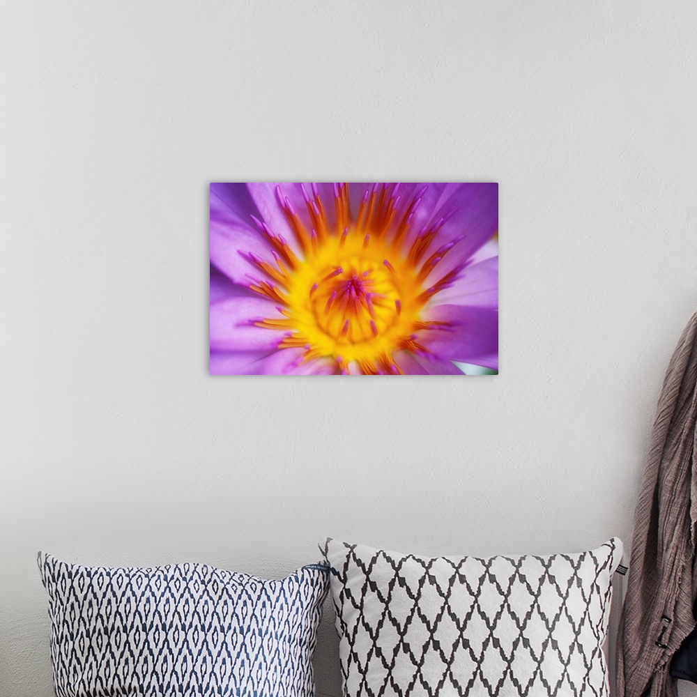 A bohemian room featuring Purple Water Lily Blossom With Yellow Center Detail
