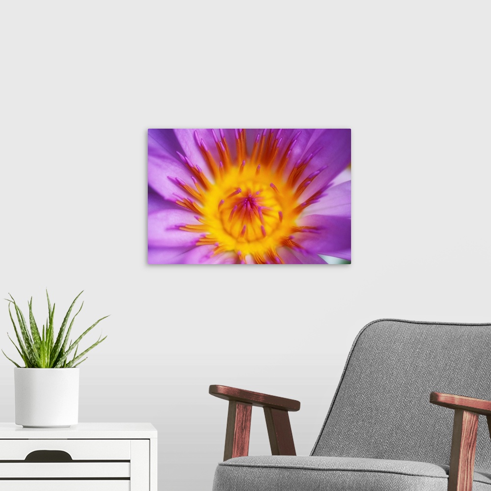 A modern room featuring Purple Water Lily Blossom With Yellow Center Detail