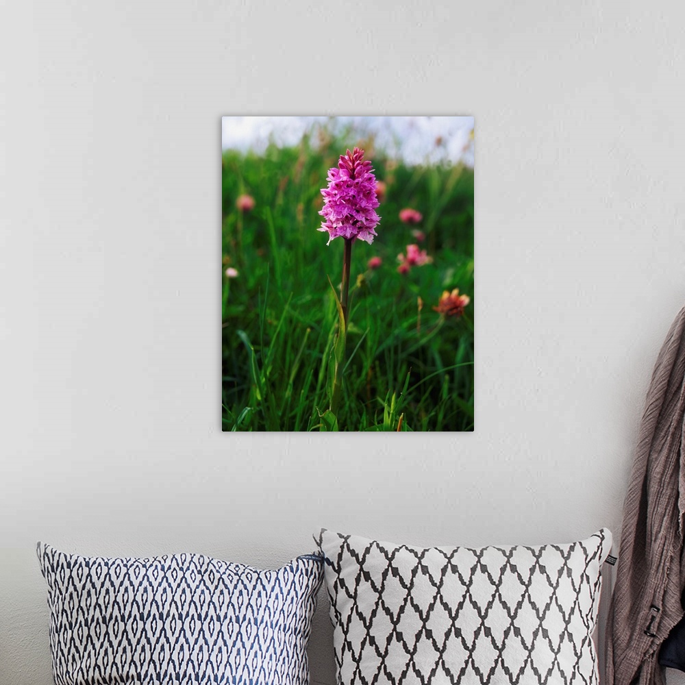 A bohemian room featuring Pyramidal orchid, Mannin Bay, co Galway, Ireland.