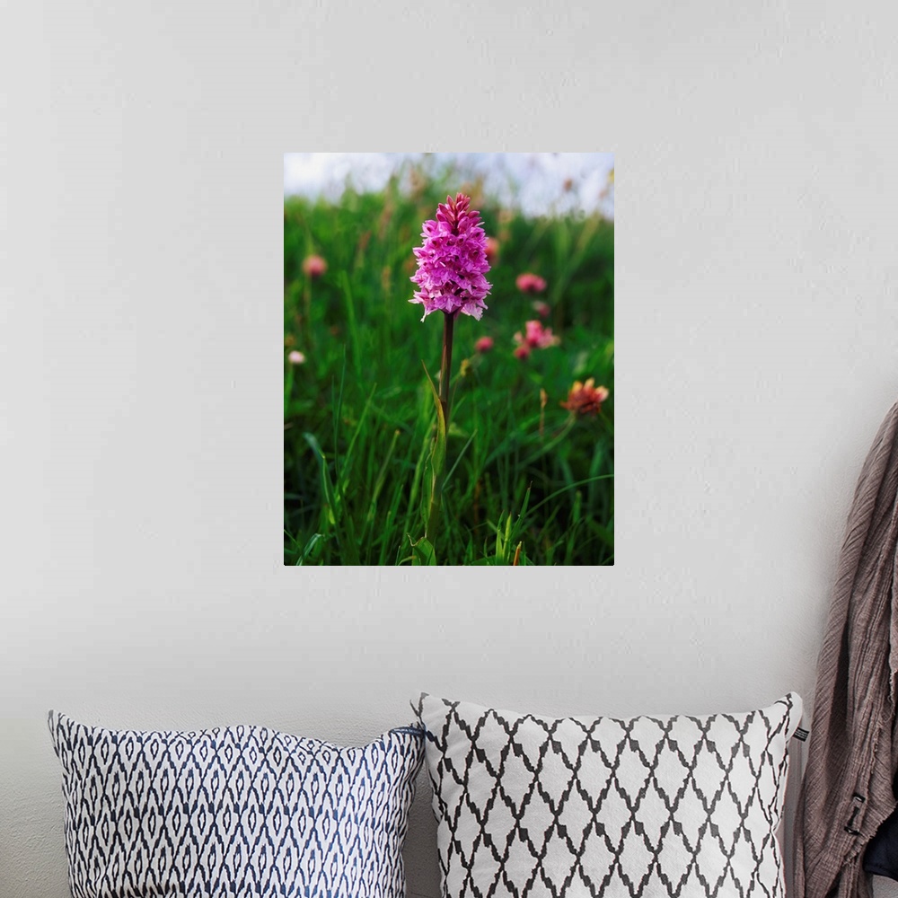 A bohemian room featuring Pyramidal orchid, Mannin Bay, co Galway, Ireland.