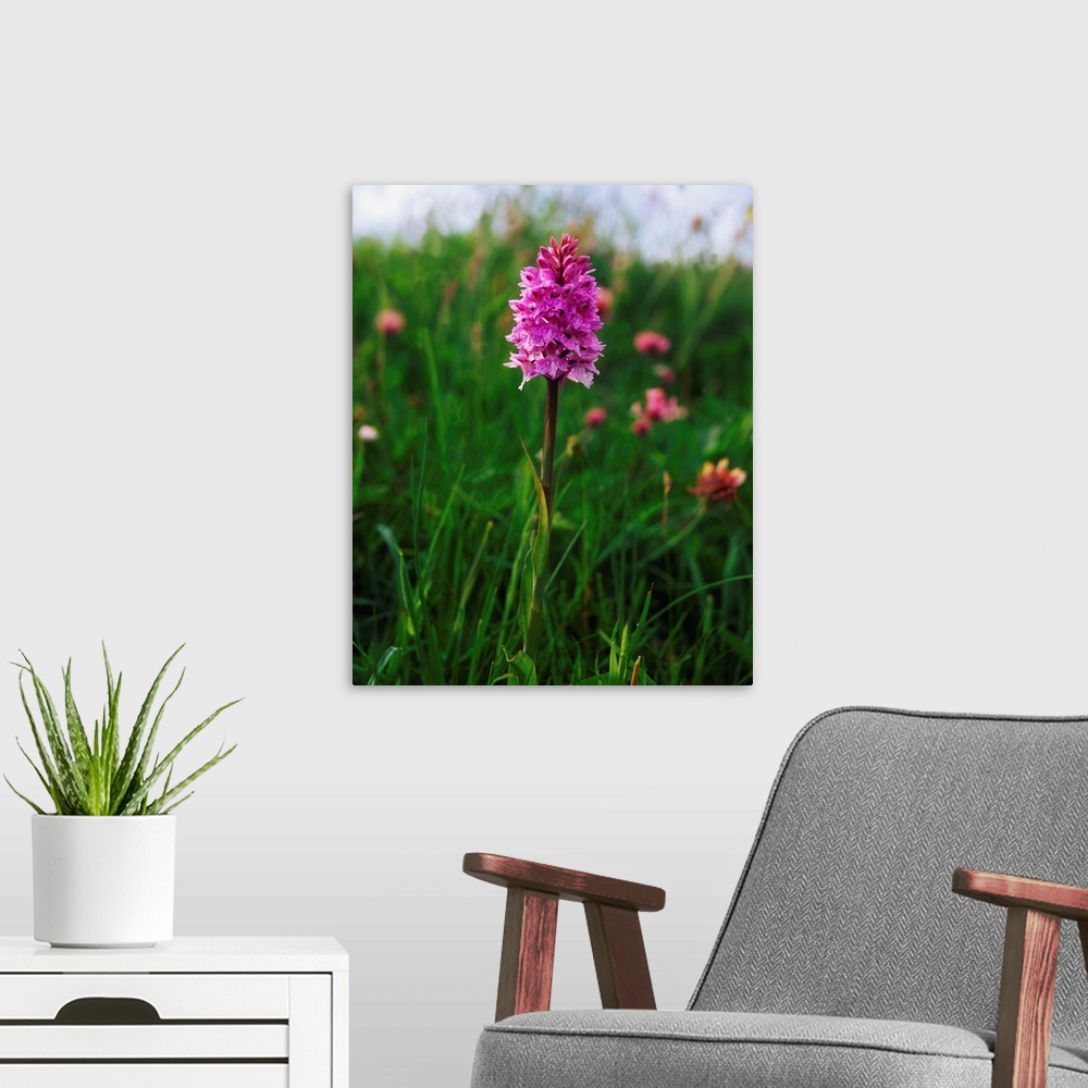 A modern room featuring Pyramidal orchid, Mannin Bay, co Galway, Ireland.