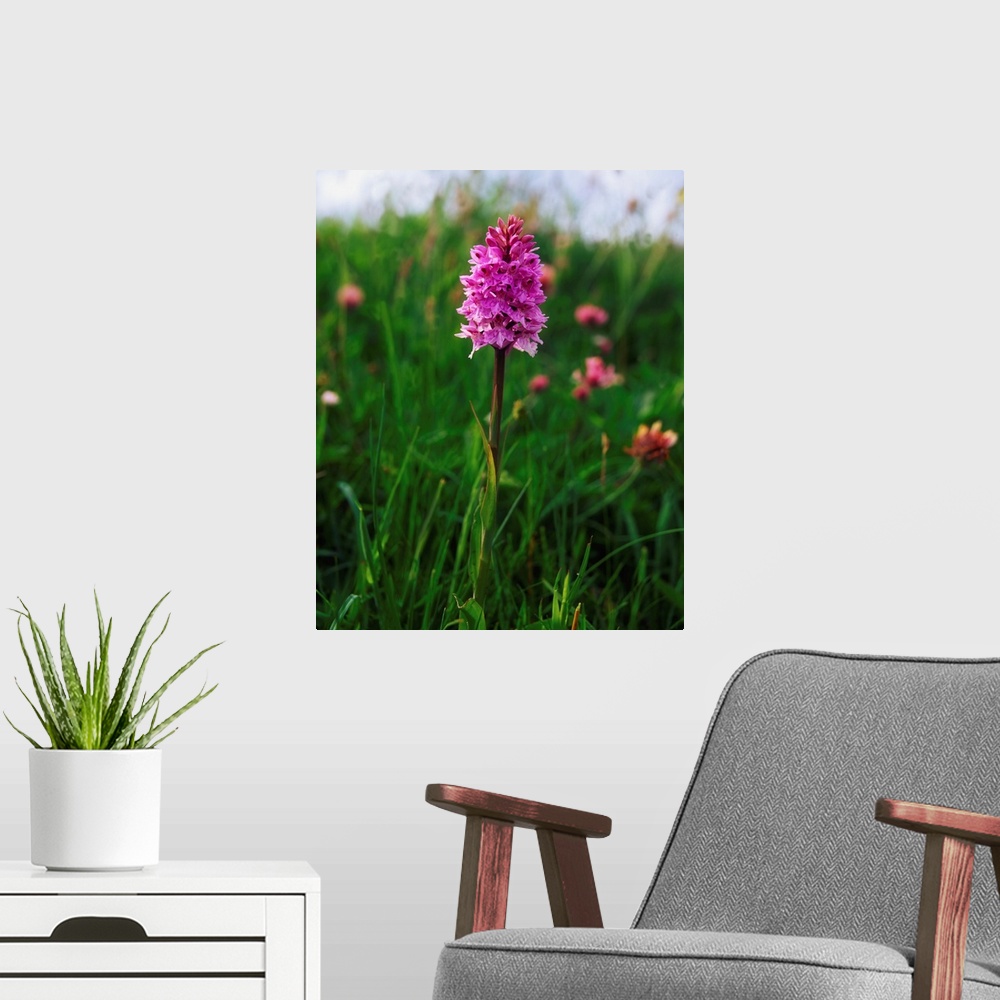 A modern room featuring Pyramidal orchid, Mannin Bay, co Galway, Ireland.