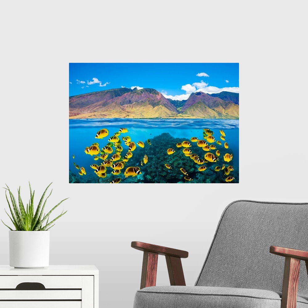 A modern room featuring A split scene with Raccoon butterflyfish (Chaetodon lunula) on a shallow hard coral reef below an...