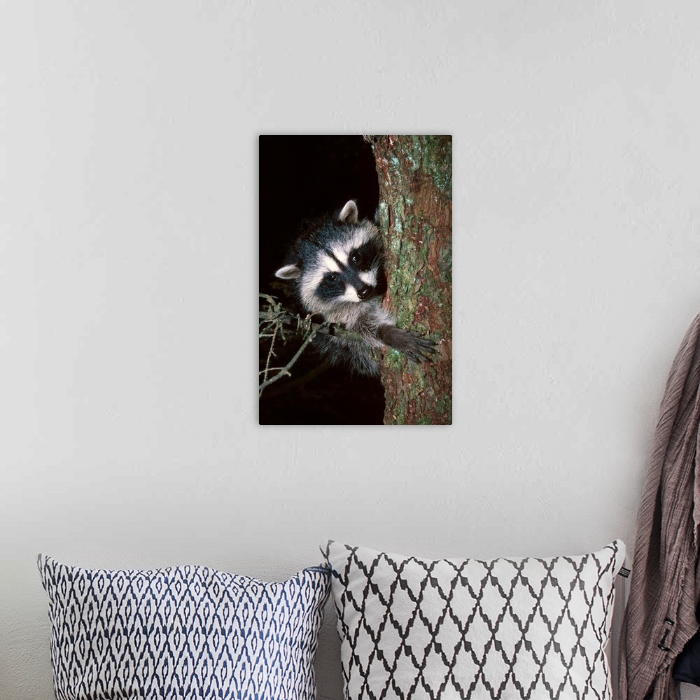 A bohemian room featuring Raccoon In Tree