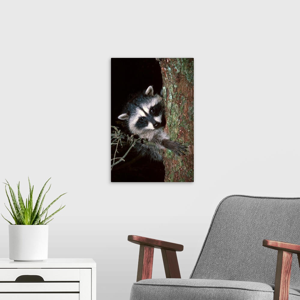 A modern room featuring Raccoon In Tree