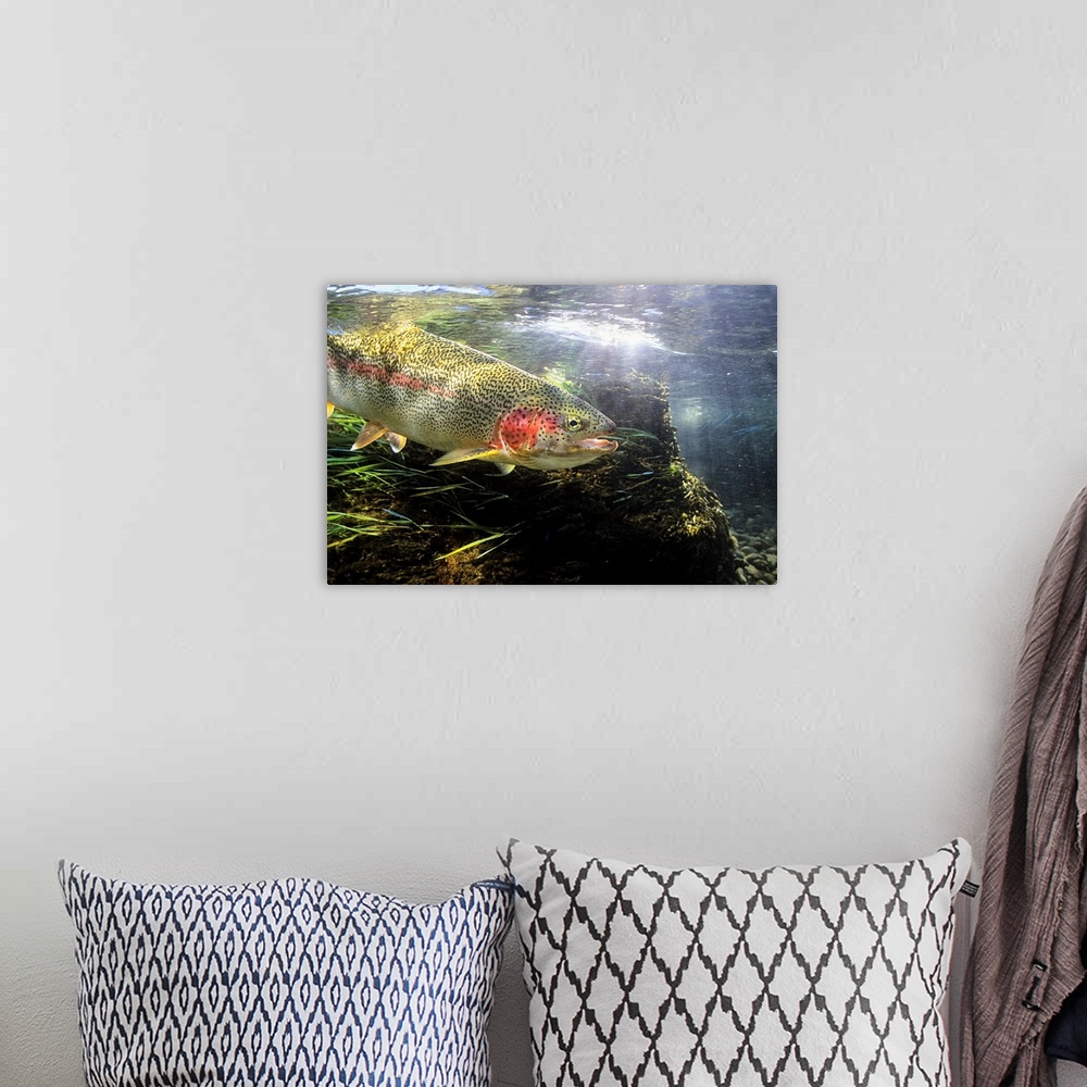 A bohemian room featuring Photograph of a fish underwater with sunlight shining from above.