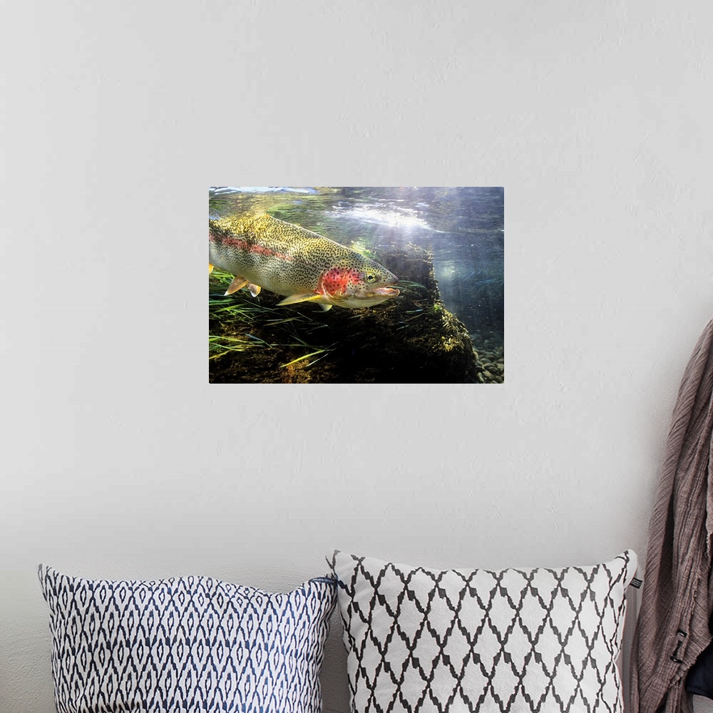 A bohemian room featuring Photograph of a fish underwater with sunlight shining from above.