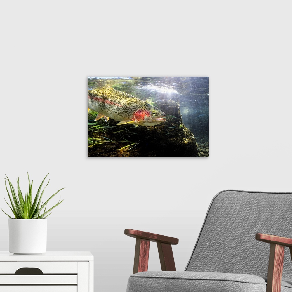 A modern room featuring Photograph of a fish underwater with sunlight shining from above.