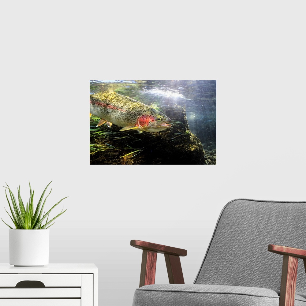 A modern room featuring Photograph of a fish underwater with sunlight shining from above.