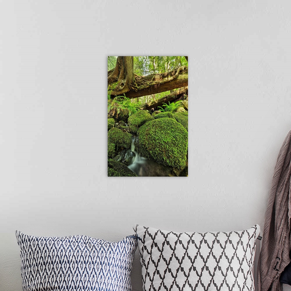 A bohemian room featuring Rainforest in Avatar Grove near Tofino, British Columbia, Canada