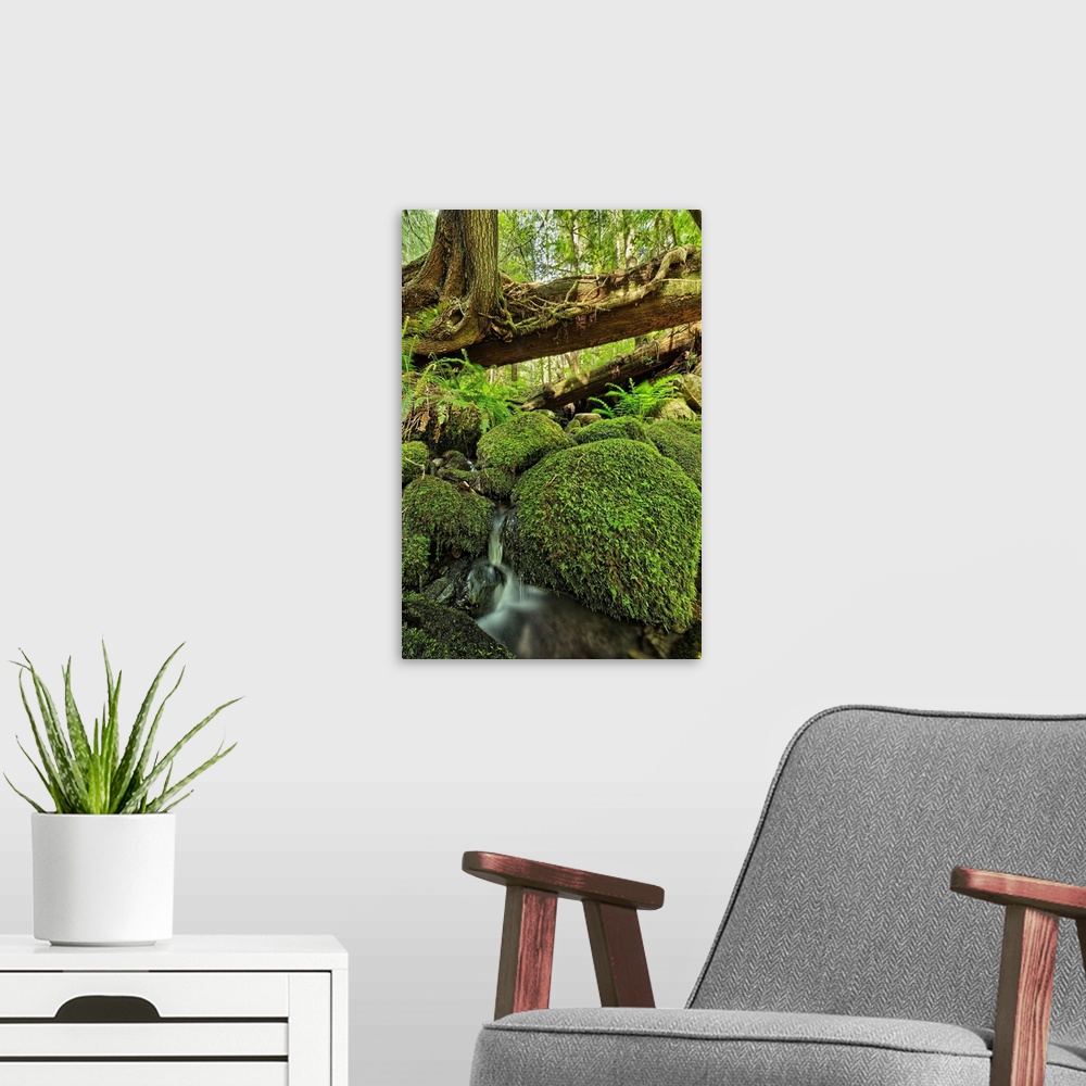 A modern room featuring Rainforest in Avatar Grove near Tofino, British Columbia, Canada