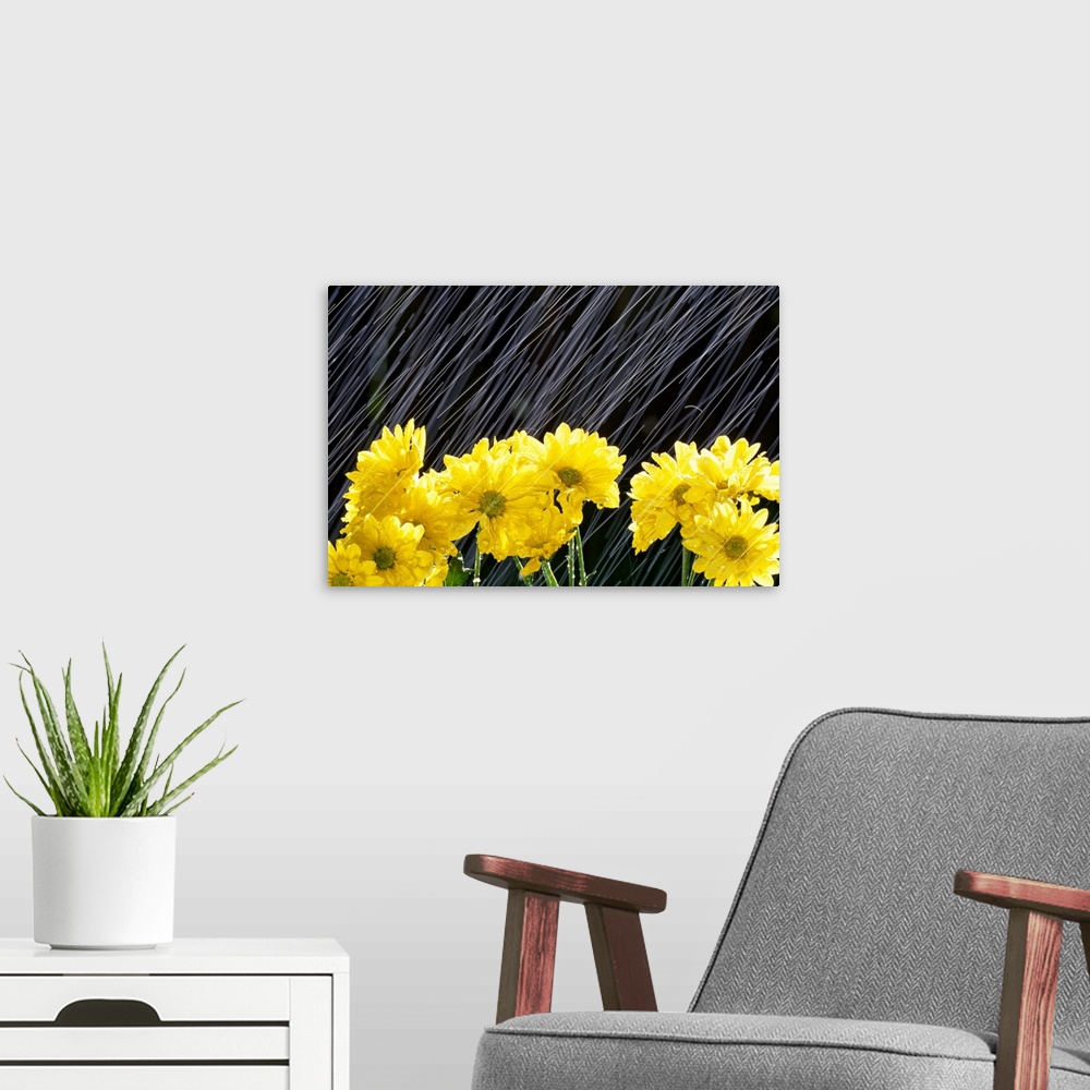 A modern room featuring A close up of flowers being battered by drops of water.