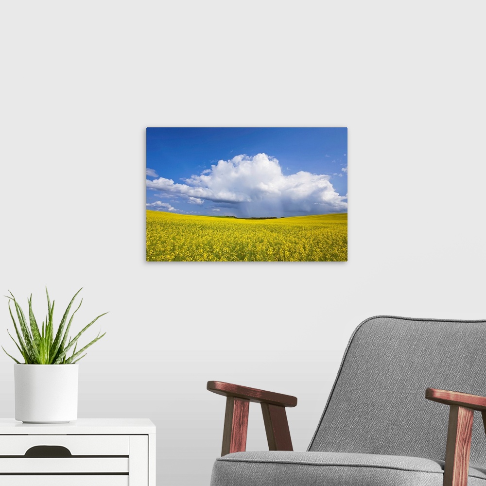 A modern room featuring Rainstorm Over Canola Field Crop, Pembina Valley, Manitoba, Canada