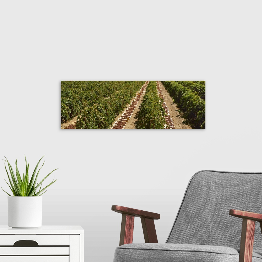 A modern room featuring Raisin grape vineyard in late summer with harveste
