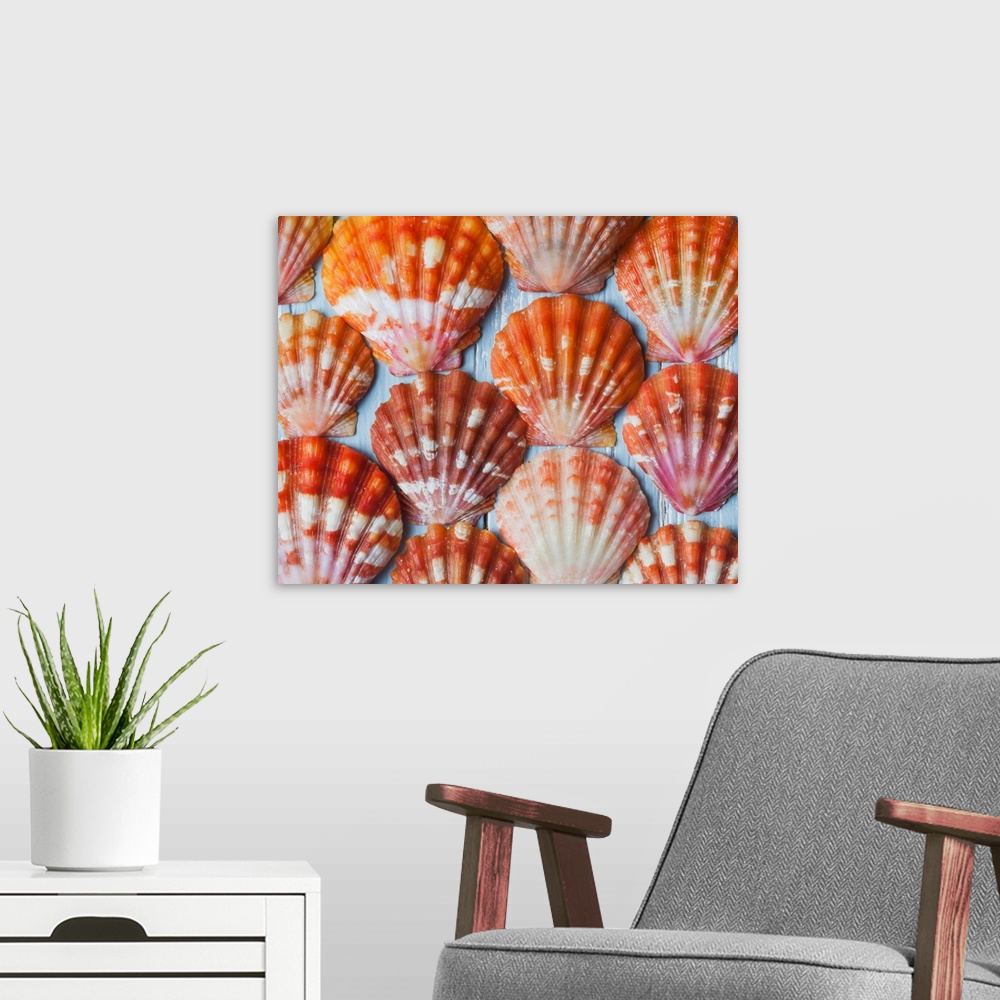 A modern room featuring Rare, indigenous Hawaiian red sunrise scallop shells (Langford Pecten) laid out on a blue backgro...