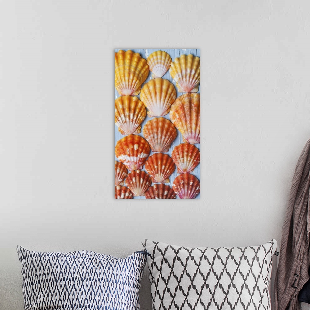A bohemian room featuring Rare, indigenous Hawaiian red sunrise scallop shells (Langford Pecten) laid out on a blue backgro...