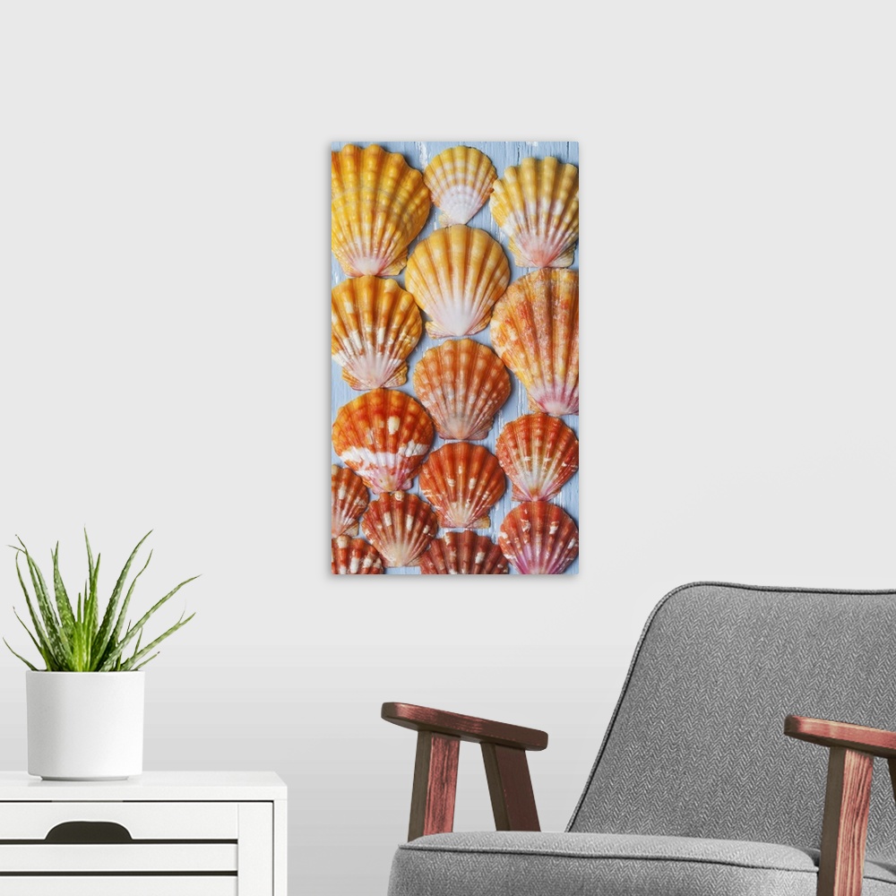 A modern room featuring Rare, indigenous Hawaiian red sunrise scallop shells (Langford Pecten) laid out on a blue backgro...