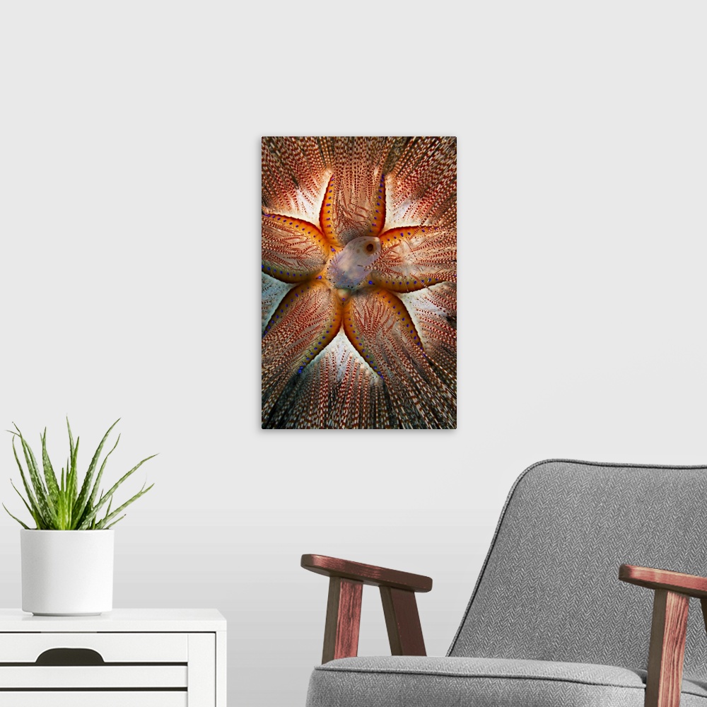 A modern room featuring Rare Sighting Of A Blue-Spotted Sea Urchin; Maui, Hawaii