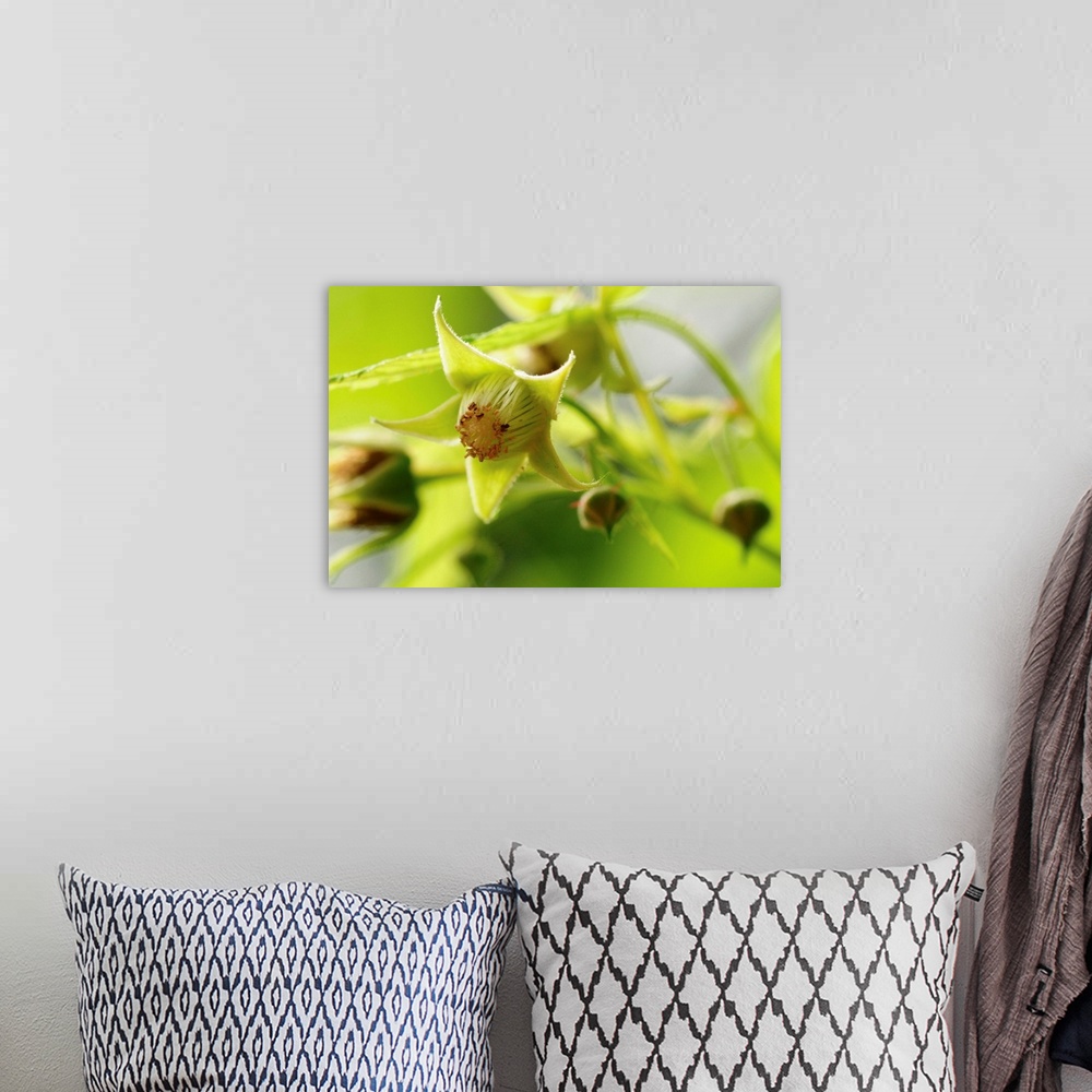 A bohemian room featuring This horizontal nature photograph is an extreme close up in fruit blossoms in early spring.