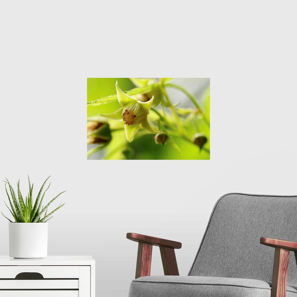 A modern room featuring This horizontal nature photograph is an extreme close up in fruit blossoms in early spring.