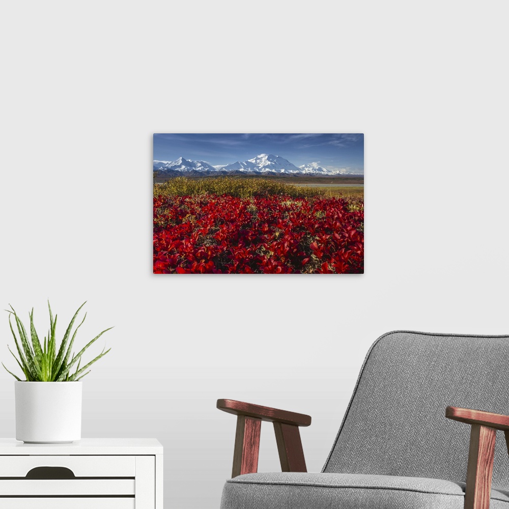A modern room featuring Red Alpine bearberry (Arctostaphylos alpina) and Denali, (20,310 feet high), aka Mount McKinley, ...