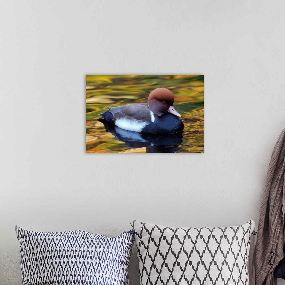 A bohemian room featuring Red-crested pochard duck, Netta rufina, in pond with autumn colors. New York.