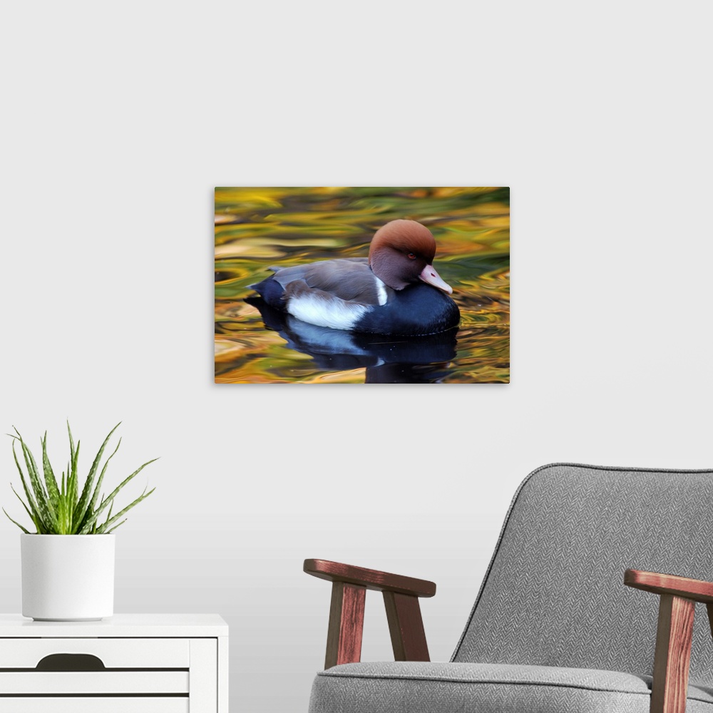A modern room featuring Red-crested pochard duck, Netta rufina, in pond with autumn colors. New York.