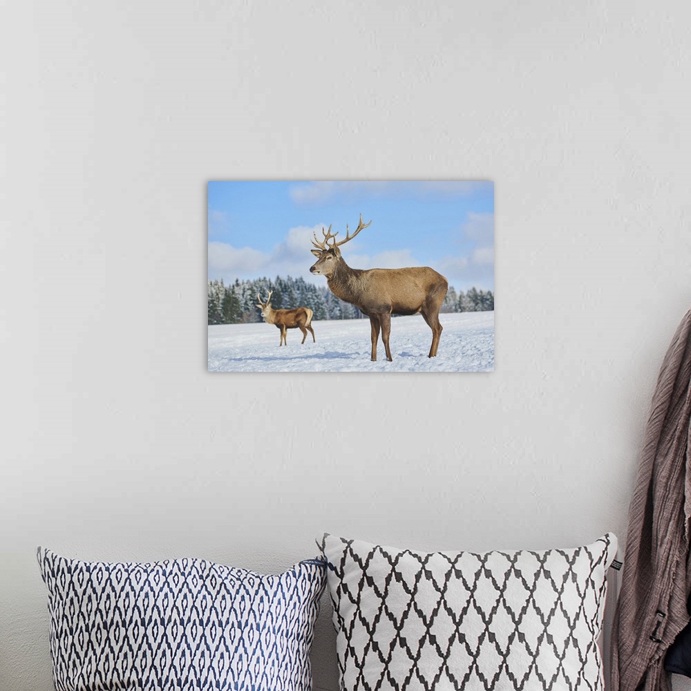 A bohemian room featuring Red deer (Cervus elaphus) on a snowy meadow, Bavaria, Germany