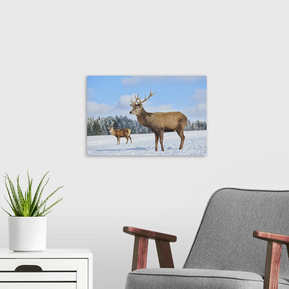 A modern room featuring Red deer (Cervus elaphus) on a snowy meadow, Bavaria, Germany
