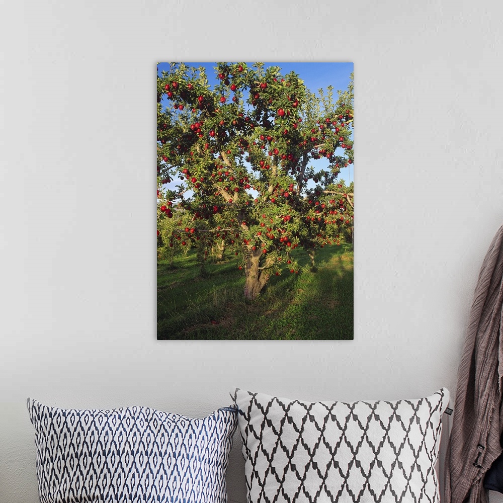 A bohemian room featuring Red Delicious apple tree, with fruit ripe and ready for harvest, Malaga, Washington